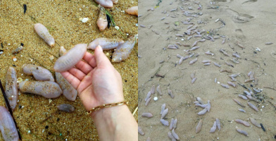 Bờ biển Thừa Thiên Huế xuất hiện sinh vật lạ, nghi là hải sâm