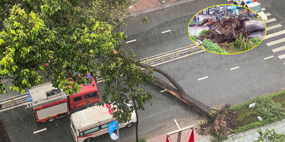 Cơ quan chức năng nói về việc cây xanh đổ trên đường Nguyễn Tri Phương