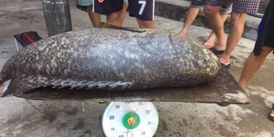 Huế: “Quái ngư” nặng hơn 55kg, giá nửa triệu một kí vẫn cháy hàng