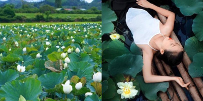 Đắk Lắk: Xuất hiện đầm sen cả nghìn bông trắng tinh khôi