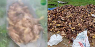 Đau xót gia đình nông dân Nghệ An mất 10.000 con gà sau 1 đêm lụt
