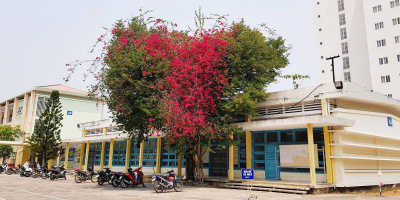 Dân mạng phát sốt với cây hoa giấy trái tim cực đẹp ở đại học Quy Nhơn