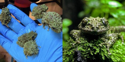 Loài ếch rêu hiếm ở Việt Nam: Bậc thầy ngụy trang, cực dễ thương