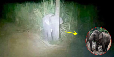 Đi trộm mía bị phát hiện, chú voi con nhanh trí núp sau cột điện