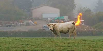 90 chú bò thi nhau xì hơi khiến cả trang trại ở Đức nổ tung