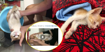 CĐM nước ngoài mê mẩn trước “diễn viên” mèo đáng yêu