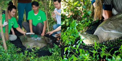 Bạn bè quốc tế vui mừng khi Việt Nam tìm được hậu duệ cụ rùa Hoàn Kiếm