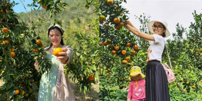 Vườn cam Vân Đồn trở thành "thiên đường" check-in mới của giới trẻ
