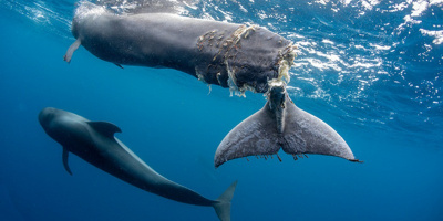 Nhói lòng bức ảnh chú cá voi bị đứt đuôi do va chạm với quạt tàu