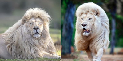 Loạt ảnh cận cảnh sư tử trắng tự tin khoe "tóc" ai nhìn cũng kinh ngạc