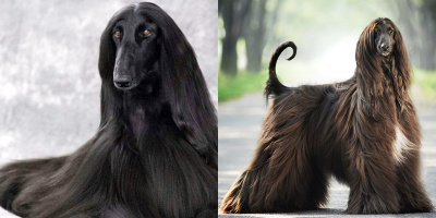"Hoa hậu" chó: Bộ lông mượt hơn tóc chị em, được săn đón như bà hoàng