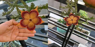 Cô gái khoe loài hoa lạ khiến nhiều người nhầm tưởng là cây xác chết