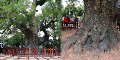 "Cụ cây siêu to khổng lồ" dã hương lớn nhất thế giới ở Việt Nam