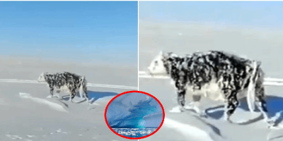 Xót thương cảnh chú bò đóng băng khi di chuyển dưới thời tiết -25 độ C