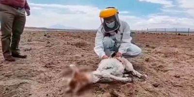 Kỳ lạ hàng chục gia súc bị sinh vật bí ẩn hút cạn máu không dấu vết