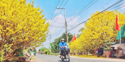 Đoạn đường “nhuộm vàng” hoa mai ở An Giang: Không đến check-in hơi phí