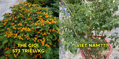 Ớt "đắt nhất thế giới" hơn nửa tỷ/kg trở thành cây cảnh ở Việt Nam