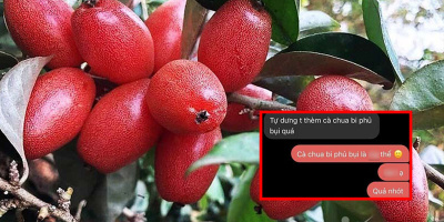 Gọi nhót là "cà chua bi phủ bụi", thanh niên khiến bạn gái “cạn lời”