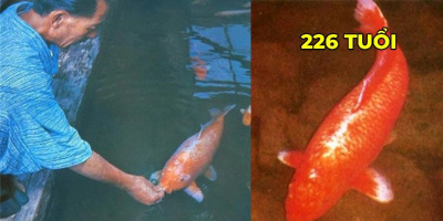 "Cụ" cá Koi sống thọ nhất thế giới: 226 tuổi vẫn bơi lội khắp sông núi