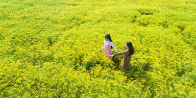 Mê đắm trước cánh đồng hoa thì là tuyệt đẹp ở Ninh Thuận
