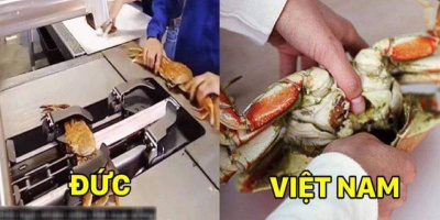 Máy bóc cua tự động của người Đức: Ở Việt Nam chúng tôi không ăn thế!