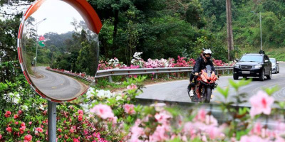Hoa đỗ quyên thơ mộng ven đường lên Tam Đảo đang vào độ đẹp nhất