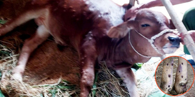 Trâu bò ở Nghệ An mắc bệnh lạ: "Hàng chục năm nay chưa gặp bao giờ"