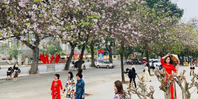 Đường hoa ban đẹp quên lối về ở Hà Nội: Hoàng Diệu rực sắc tím mộng mơ