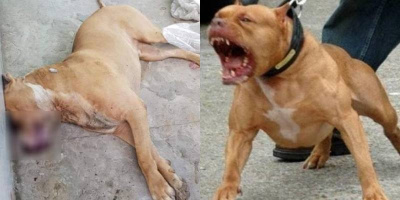 Chó Pitbull ở Long An bị người dân kết liễu