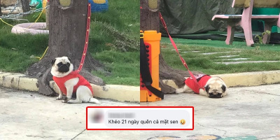 Chú chó "sầu đời" vì chủ đi cách ly, phải nằm ở ngoài một mình