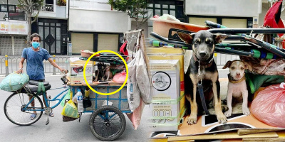 "Lão Hạc" giữa Sài Gòn: Lấy gầm cầu làm nhà sống cùng 2 chú chó nhỏ