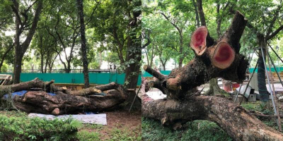 Hà Nội: 7 cây gỗ sưa đã được mua lại với giá hàng trăm tỉ đồng