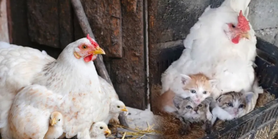 Cảm động: Câu chuyện mèo mẹ nhờ gà mái chăm sóc 3 đứa con