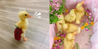 Trend ấp trứng lộn thành thú cưng khiến CĐM tranh cãi dữ dội