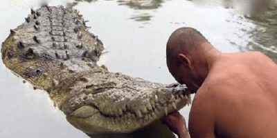 Ngỡ ngàng chú cá sấu sống trong đền hơn 70 năm chỉ ăn chay