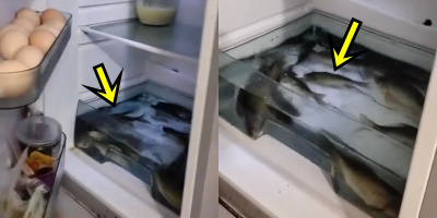 Tranh cãi cách bảo quán cá tươi rói, nguyên con trong tủ lạnh
