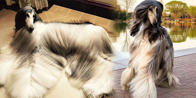Cô chó đẹp nhất thế giới: Trị giá bạc tỷ, chăm lông đã tốn bạc triệu