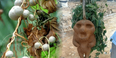 Loại củ lạ tại Việt Nam: Bà con khen ngon, chuyên gia cảnh báo đừng ăn