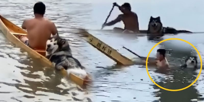 Đòi chủ chèo thuyền đưa đi dạo, Husky làm cả hai chơi vơi giữa sông