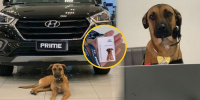 Vô tình đi lạc, chú chó trở thành nhân viên xịn sò của hãng xe lớn