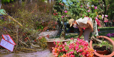 Tiểu thương Sài Gòn ứa nước mắt khi hoa bán 20-30 nghìn vẫn bị trả giá