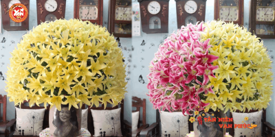 Nữ giáo viên chia sẻ bí quyết cắm hoa ly: Cả trăm bông nở đều như một