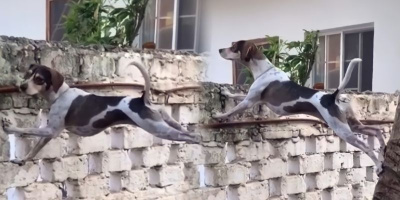 Bật cười trước hình ảnh chú chó "đu cây" hóng hàng xóm cãi nhau