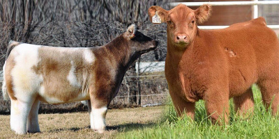 Những chú bò "đáng yêu nhất thế giới" nhờ sở hữu bộ lông bồng bềnh
