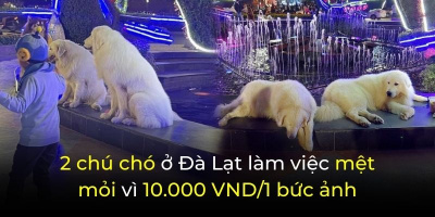 Hai chú chó nổi tiếng ở Đà Lạt: Làm việc 17 tiếng/ngày