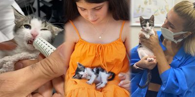 Bé mèo vô gia cư bay 9000 km để tận hưởng cuộc sống "như một Nữ hoàng"