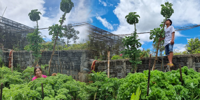 Ngắm vườn rau khổng lồ của bà mẹ trẻ Đắk Lắk: Phải trèo lên thang hái