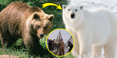 Chỉ vì bộ lông trắng, chú gấu nâu bị chuyên gia đưa thẳng đến Bắc Cực