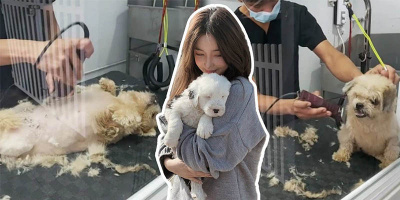 Chú cún "trở mặt nhanh hơn người yêu cũ" khi được đi làm đẹp