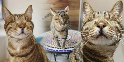 Chú mèo khiếm thị là ngôi sao TikTok truyền cảm hứng tới nhiều người